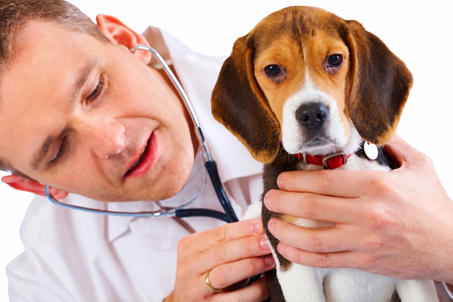 Un vétérinaire en blouse blanche ausculte avec un stéthoscope un jeune chiot beagle à collier rouge, tenu contre lui.